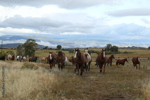 Horses in Pasture