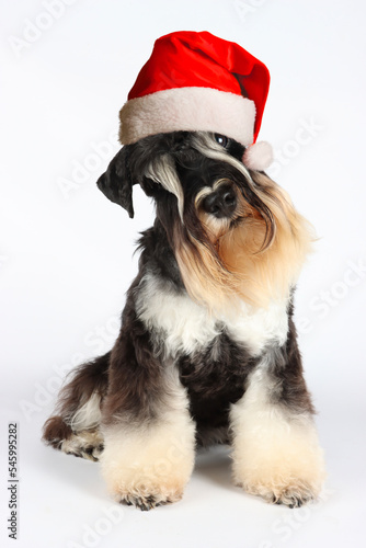 sweet schnauzer dog wearing santa claus hat © eds30129