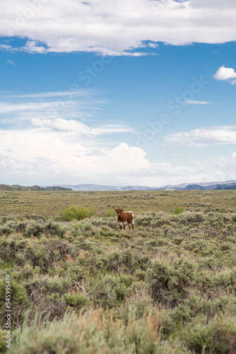 Brown Bull Landscape