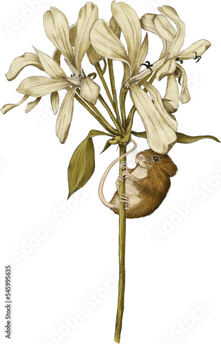 Field mouse climbing flower stem, nestled under flower petal. Illustration hand drawn autumn winter theme. Isolated background. 