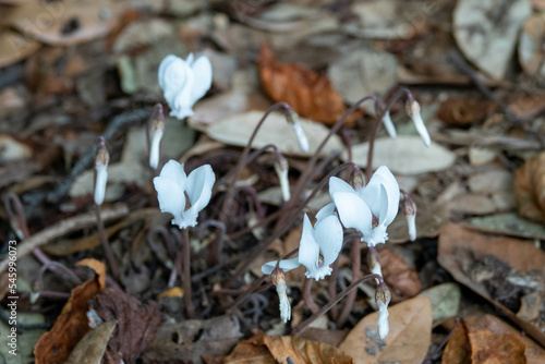 pretty white cyclamen growing up through autumn leaves © Penny