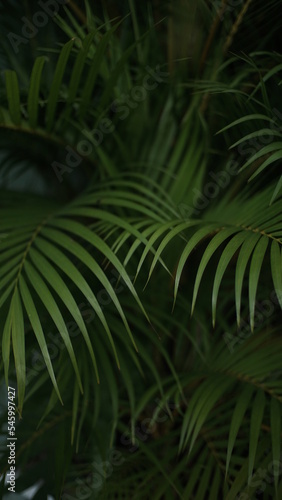 fern leaf in the sun