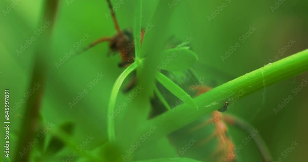 Macro shot of a pair of mating beetles firefighters crawling on the grass Macro shot of a pair of mating beetles firefighters crawling on the grass