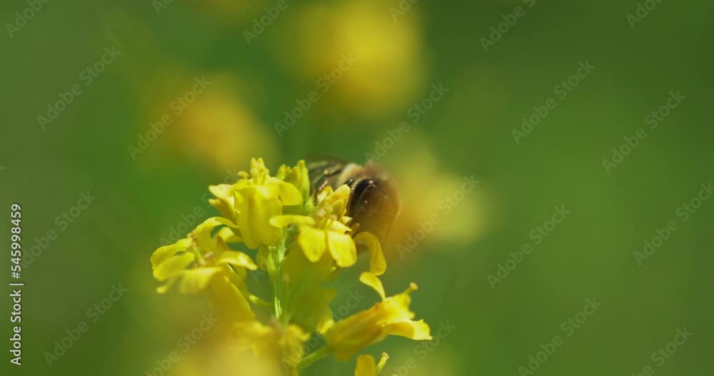 Close-up shot of a honeybee collects pollen and pollinates a flower in the garden or wild nature Close-up shot of a honeybee collects pollen and pollinates a flower in the garden or wild nature