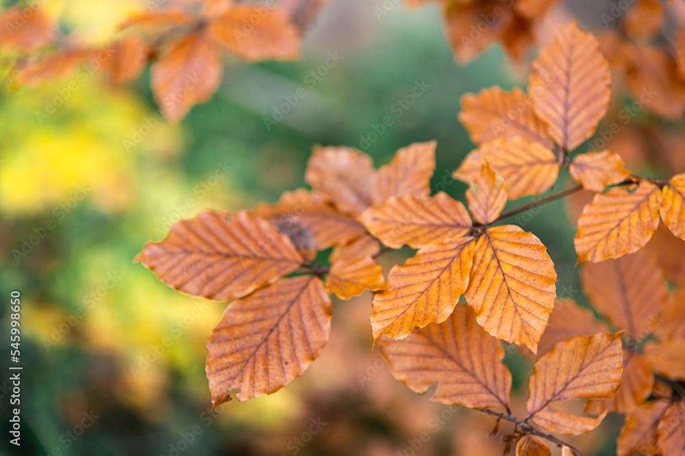 Yellow autumn leaves on a tree in the forest, macro shot. Yellow autumn leaves on a tree in the forest, macro shot.