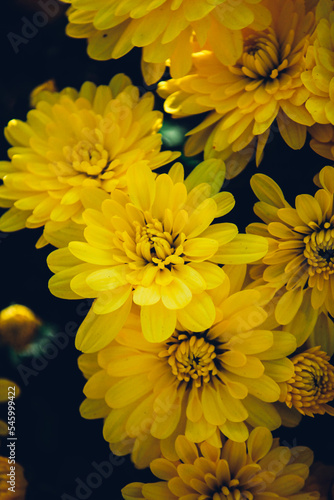 Bouquet of yellow chrysanthemums on a black background