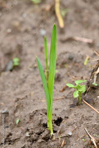 closeup the ripe green garlic plant growing in the farm with brown soil soft focus natural brown background.