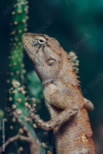 Vertical shot of a lizard with brown skin lying on a plant outdoors in a blurred background