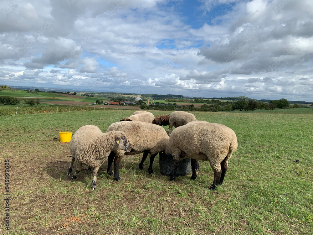 Several groups of white sheep in a paddock drink water from plastic buckets on a green meadow Several groups of white sheep in a paddock drink water from plastic buckets on a green meadow
