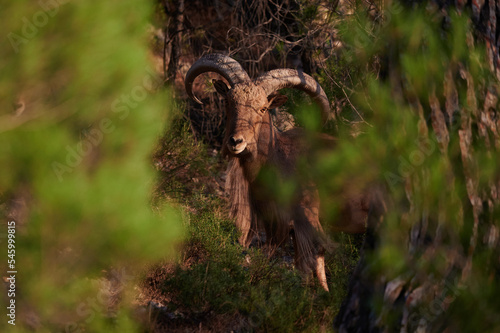 Wild goat in green forest photo