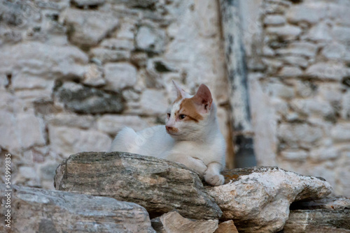 Joli chat bicolore blanc rouge marron est posé sur le parapet en pierre devant le mur de pierre d'une maison en Grèce