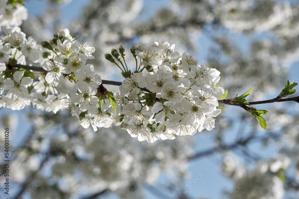 background of spring cherry blossoms tree. selective focus background of spring cherry blossoms tree. selective focus