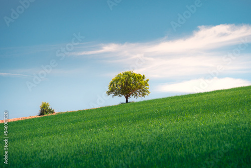 Endless field with fresh green grass and tree with verdant foliage