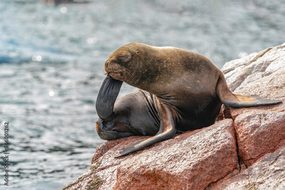 Fototapeta premium sea lion resting on rocks