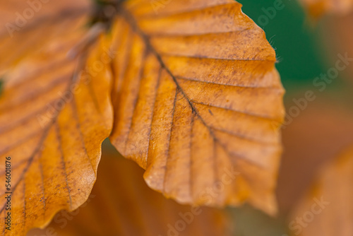 Yellow autumn leaves on a tree in the forest, macro shot.
