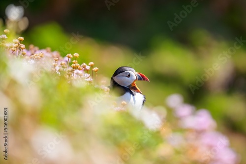 Selective focus shot of an Atlantic puffin bird surrounded by flowers