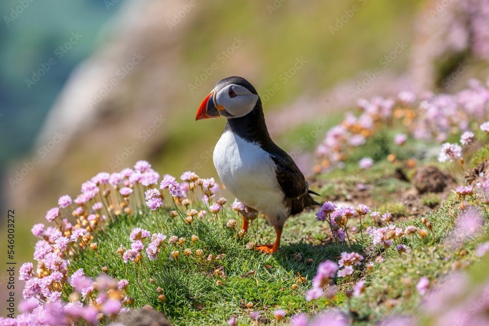 Cute Atlantic puffin (Fratercula arctica) resting on a sunny day on the blurred background Cute Atlantic puffin (Fratercula arctica) resting on a sunny day on the blurred background
