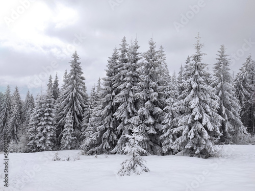 magical winter forest. spruces snow covered. christmas atmosphere