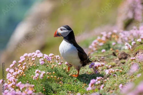 Cute Atlantic puffin (Fratercula arctica) resting on a sunny day on the blurred background