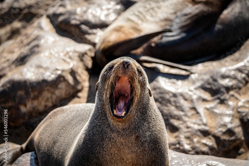 Barking Sea lion, Otariinae on the seashore in Namibia