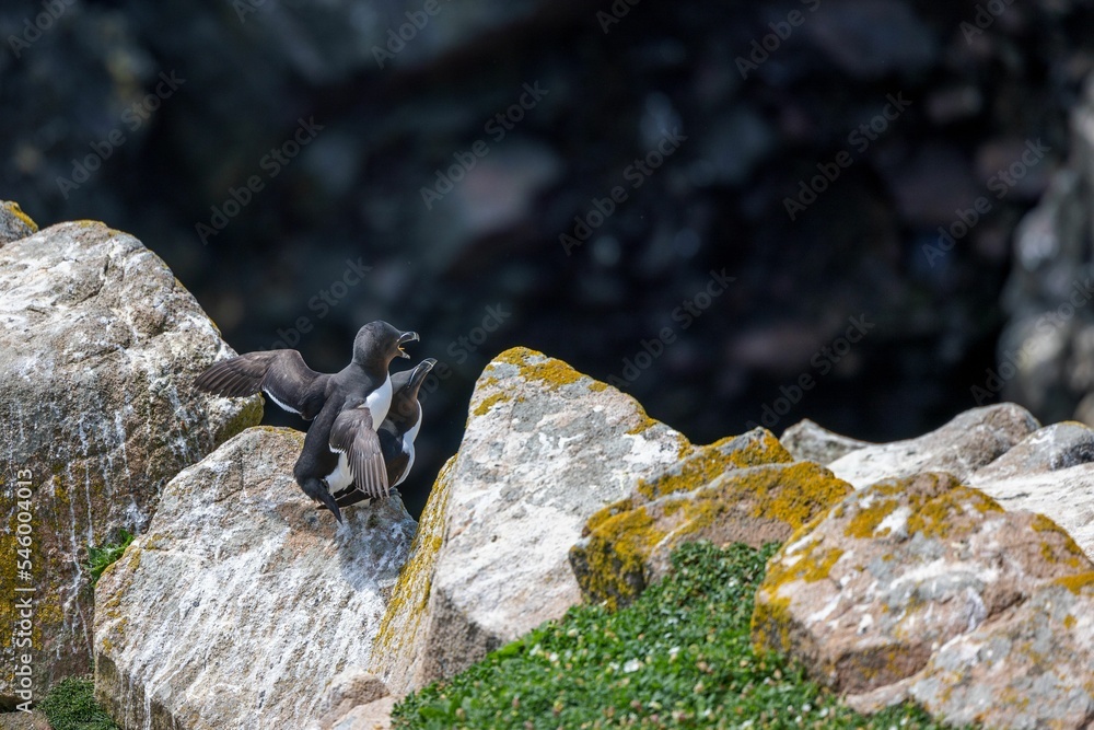 Closeup shot of two Razorbills sanding on the rock with a blurred background Closeup shot of two Razorbills sanding on the rock with a blurred background