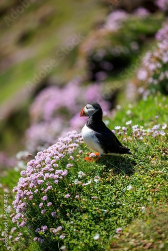 Closeup shot of an Atlantic puffin standing near the small flowers with a blurred background