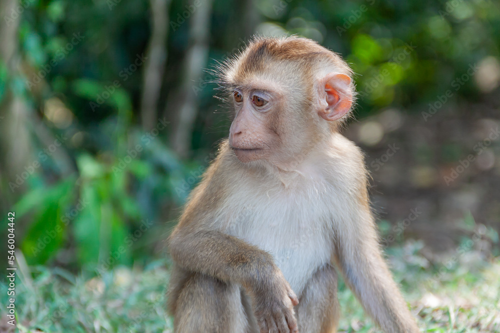 Brown Macaques monkey sitting on the ground Brown Macaques monkey sitting on the ground