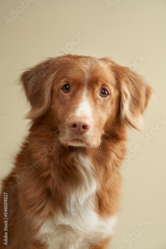 dog on a beige background. Portrait of a Nova Scotia duck tolling retriever in the studio