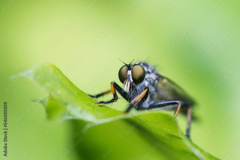 Closeup shot of a Neoitamus socius fly on a green leaf in a garden Closeup shot of a Neoitamus socius fly on a green leaf in a garden