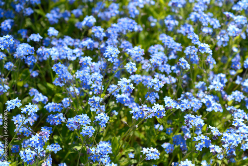 Ultramarine forget-me-not