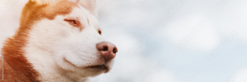 husky siberian dog. portrait cute white brown mammal animal pet of one year old with blue eyes in autumn rustic and countryside nature forest. close up. banner. mockup and copy space for text. flare husky siberian dog. portrait cute white brown mammal animal pet of one year old with blue eyes in autumn rustic and countryside nature forest. close up. banner. mockup and copy space for text. flare