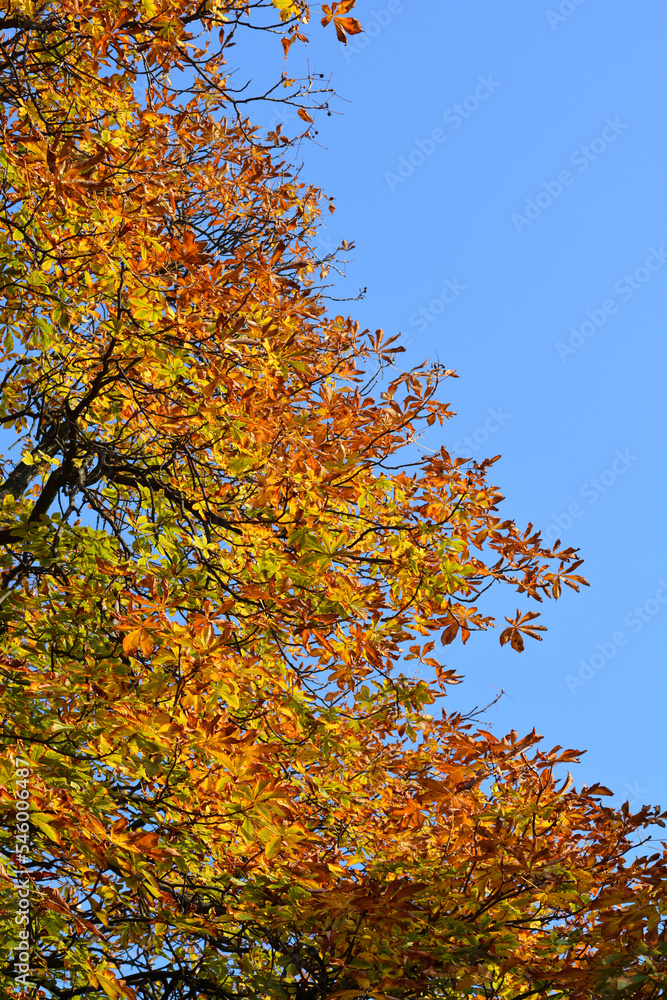 Fototapeta premium Common horse chestnut