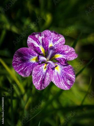 Vertical shot of a blooming Japanese iris