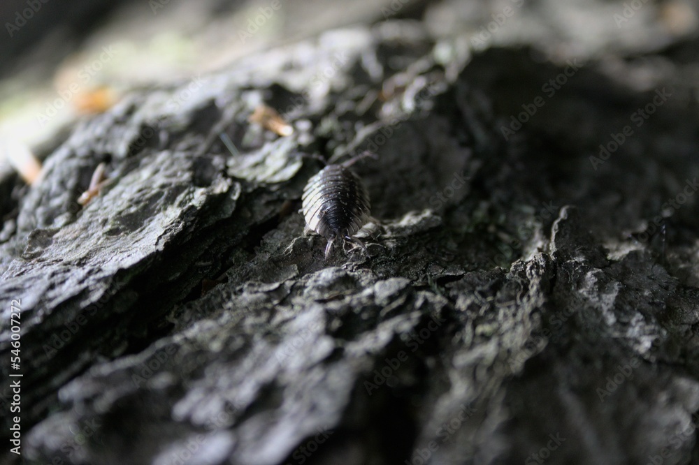 Closeup of a woodlouse on the rock Closeup of a woodlouse on the rock