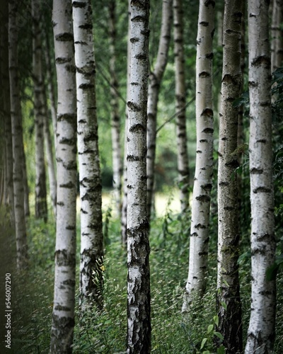 Vertical shot of trunks of common white birch trees