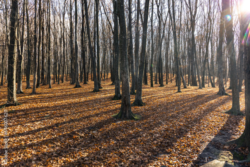 Autumn forest with bare trees on a sunny day.