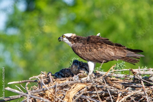 Osprey (Pandion haliaetus) feeding its hatchlings in the nest on the blurred tree background