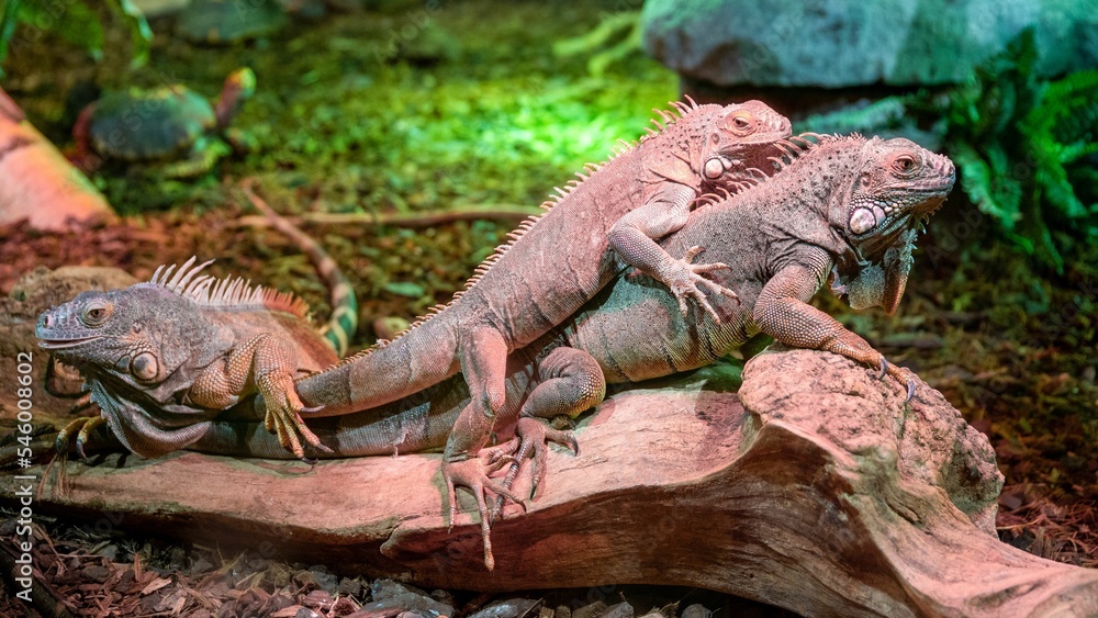 Green iguanas mating on the tree branch in the terrarium Green iguanas mating on the tree branch in the terrarium