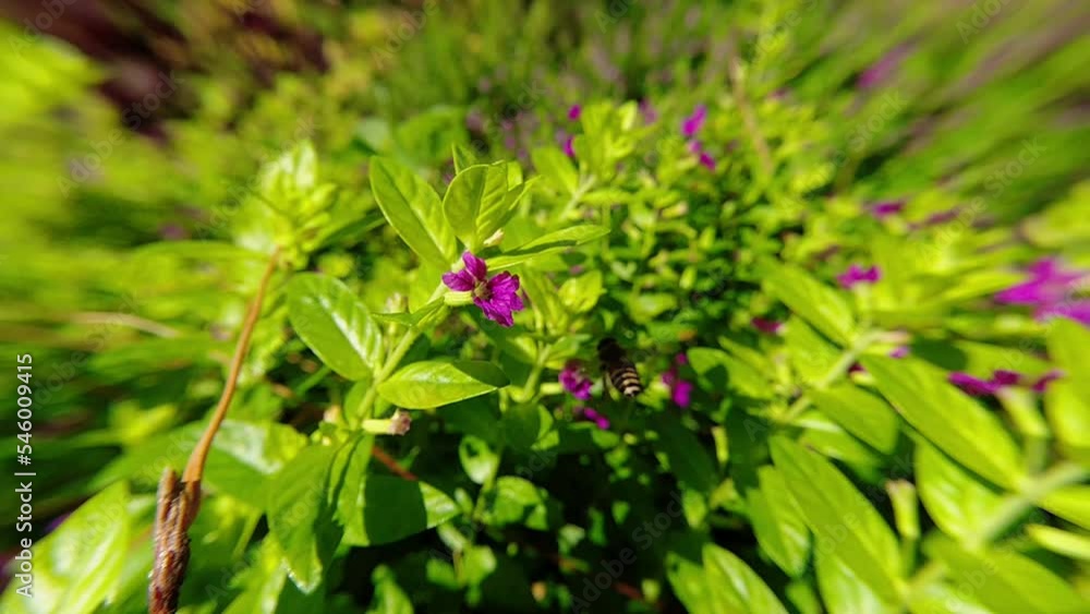 western Honey bee,Apis mellifera,apis, A. andreniformis, A. cerana dan A. dorsata,koschevnikovi perch on flower in slow motion western Honey bee,Apis mellifera,apis, A. andreniformis, A. cerana dan A. dorsata,koschevnikovi perch on flower in slow motion