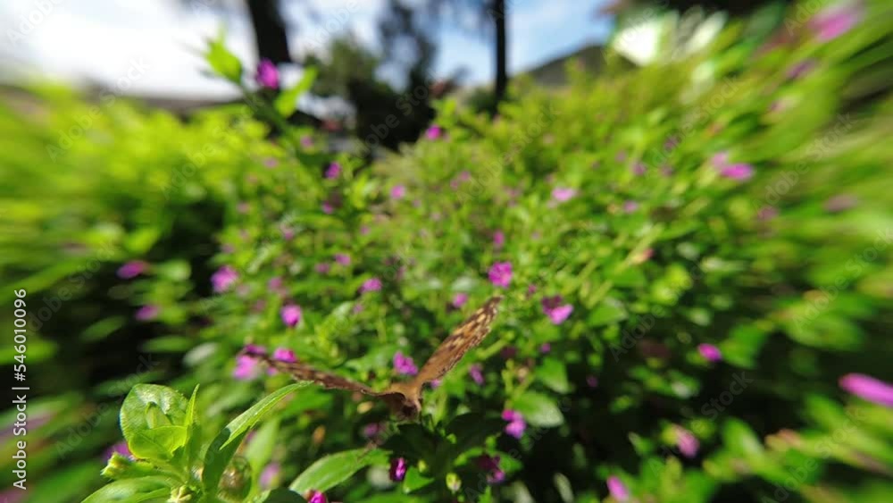 western Honey bee,Apis mellifera,apis, A. andreniformis, A. cerana dan A. dorsata,koschevnikovi perch on flower in slow motion western Honey bee,Apis mellifera,apis, A. andreniformis, A. cerana dan A. dorsata,koschevnikovi perch on flower in slow motion