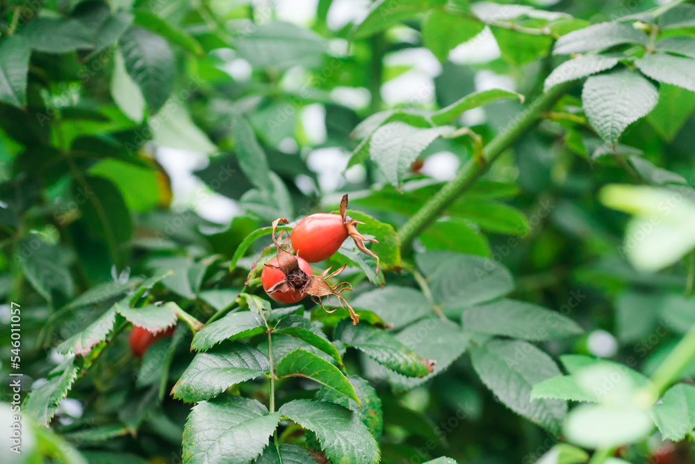 Briar Rose Rosehip Hagebutte Rosa canina. Autumn or summer nature background with rose hips branches in the sunset light. Briar Rose Rosehip Hagebutte Rosa canina. Autumn or summer nature background with rose hips branches in the sunset light.