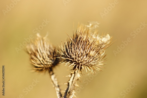 Sharp thorn dry plant growing in sunny brown field. Macro image