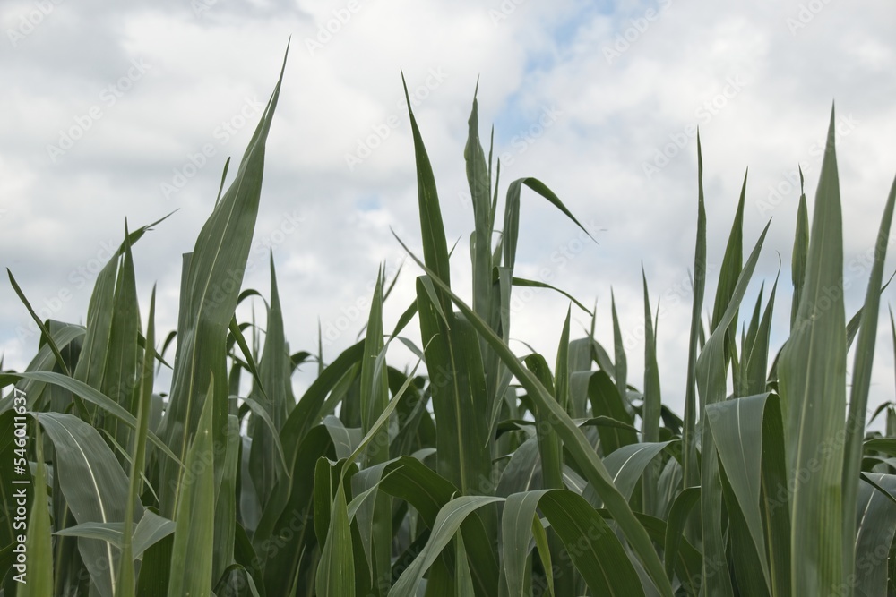 Obraz premium wheat field and blue sky