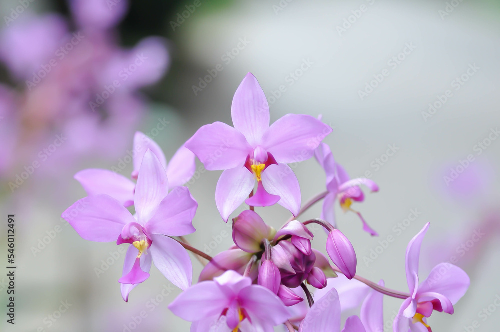 Ground orchid, Spathoglottis or Acanthephippium or Bletia or Calanthe or purple flower Ground orchid, Spathoglottis or Acanthephippium or Bletia or Calanthe or purple flower