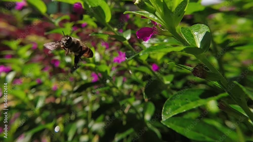 western Honey bee,Apis mellifera,apis, A. andreniformis, A. cerana dan A. dorsata,koschevnikovi perch on flower in slow motion western Honey bee,Apis mellifera,apis, A. andreniformis, A. cerana dan A. dorsata,koschevnikovi perch on flower in slow motion
