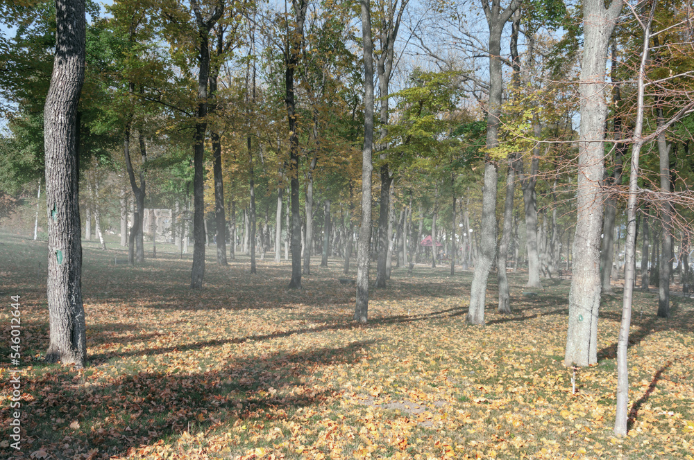 Morning fog in the forest park area Morning fog in the forest park area