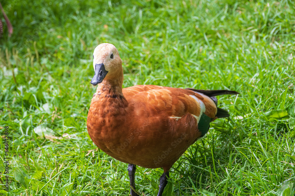 The ruddy shelduck walks across the green lawn. The ruddy shelduck walks across the green lawn.
