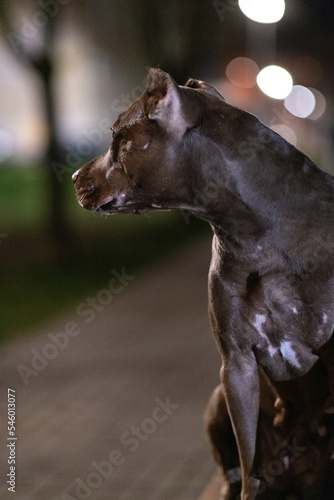 Portrait of a beautiful thoroughbred American Pibull Terrier on a bench at night in the city. There is artistic noise.