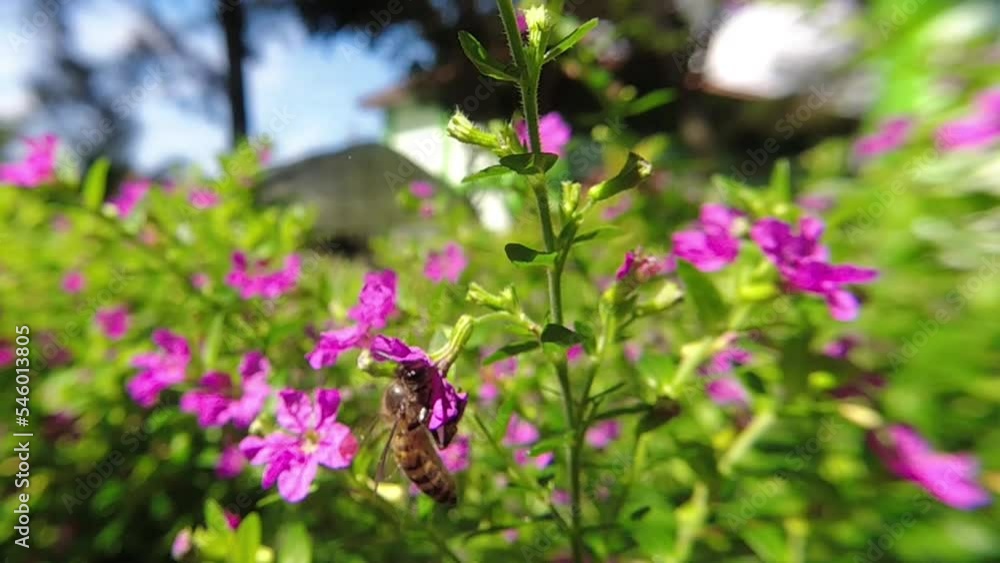 western Honey bee,Apis mellifera,apis, A. andreniformis, A. cerana dan A. dorsata,koschevnikovi perch on flower in slow motion western Honey bee,Apis mellifera,apis, A. andreniformis, A. cerana dan A. dorsata,koschevnikovi perch on flower in slow motion
