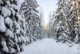 Forest roads covered with snow. Winter forest